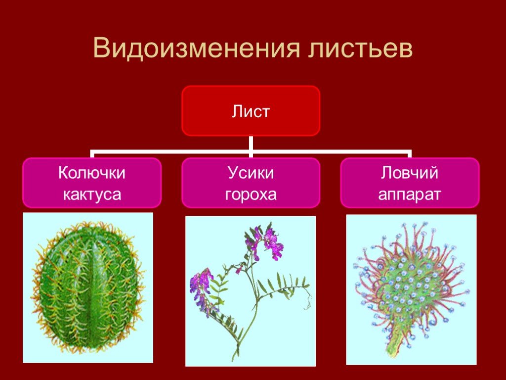 Проект разнообразие видоизменений органов растений 6 класс