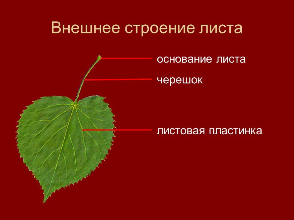 Презентация внешнее строение листа 6 класс фгос пасечник