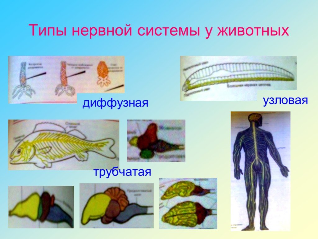 Нервная система 9 класс презентация. Типы нервной системы Узловая трубчатая. Диффузная нервная система трубчатая. Трубчатая нервная система у животных. Типы нервной системы диффузная Узловая трубчатая.