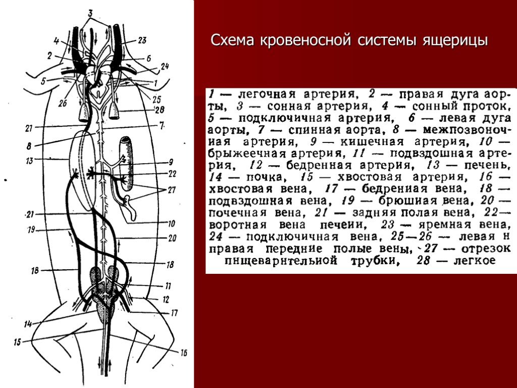 Схема строения кровеносной системы ящерицы