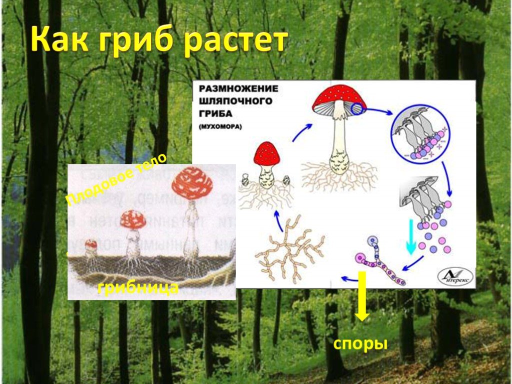 Схема летом в лесу приятно пахнет грибами