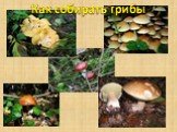Как собирать грибы