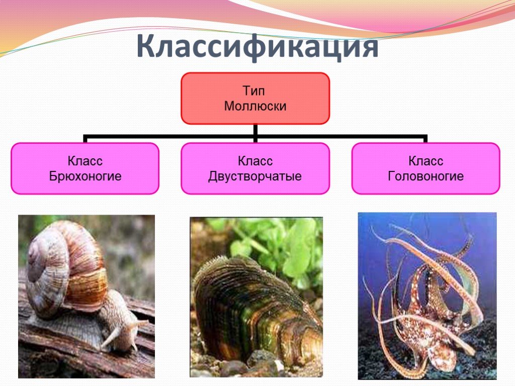 Таблица головоногих моллюсков. Класс брюхоногие двустворчатые головоногие. Биология таблица брюхоногие двустворчатые головоногие. Среда обитания головоногих моллюсков. Нога двустворчатых моллюсков брюхоногих и головоногих.