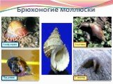 Брюхоногие моллюски. Ампулярия Слизень Прудовик Ахатина