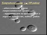 Хитридиомицеты ( 500 видов). - одноклеточная форма микроскопических организмов; - паразитируют на пресноводных и морских водорослях, водных грибов.