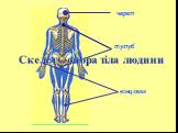 Скелет – опора тіла людини. череп тулуб кінцівки