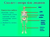 ребра грудина. кістки верхніх кінцівок. хребет. кістки нижніх кінцівок. Практична робота 1.Розглянь схему. Запам'ятай, з яких основних частин складається скелет людини. 2. Знайди їх у своєму тілі.