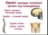Скелет захищає внутрішні органи від пошкодження. Череп захищає головний мозок. Хребет – спинний мозок. Грудна клітка – серце, легені, печінку