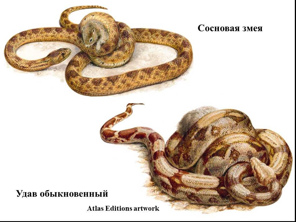 Змеи биология 7 класс. Змея доклад. Змеи 3 класс. Змеи класс пресмыкающихся. Змеи проект по окружающему миру.