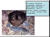 Эта черепаха, называемая змеиношейной, происходит из Новой Гвинеи. Она обитает исключительно в воде и использует длинную и подвижную шею для ловли маленьких рыбок и головастиков.
