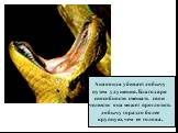 Анаконда убивает добычу путем удушения. Благодаря способности смещать свои челюсти она может проглотить добычу гораздо более крупную, чем ее голова.