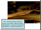 Эта, напоминающая внешним видом сучок, змея с Мадагаскара демонстрирует самую выдающуюся маскировку в царстве животных.