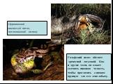 Гальфский полоз обедает древесной лягушкой. Как и другие змеи, он может смещать нижнюю челюсть, чтобы проглотить слишком крупную для его зева добычу. Африканский скалистый питон, поглощающий импалу