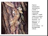 Окраска плащеносного листохвостого геккона с Мадагаскара совершенно сливается с корой дерева, на котором он отдыхает. Это позволяет ему прятаться от хищников и оставаться незамеченным для потенциальной добычи.