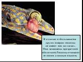 В отличие от большинства других ящериц гекконы не имеют век на глазах. Они защищены прозрачной оболочкой. Гекконы очищают ее своим длинным языком.