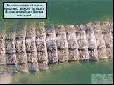 Тело представителей отряда Крокодилы покрыто крупными роговыми щитками с костной подстилкой