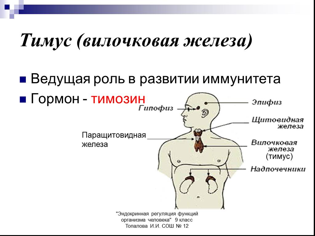 Иммунный орган тимус. Функции вилочковой железы в иммунной системе. Железы внутренней секреции функции в организме человека. Регуляция гормонов вилочковой железы. Тимус или вилочковая железа.