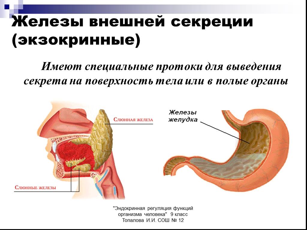 Печень внутренняя железа. Желудок железа внешней секреции. Железы внутренней секреции железы желудка. Железы внешней секреции анатомия. Железы внутренней секреции экзокринных.