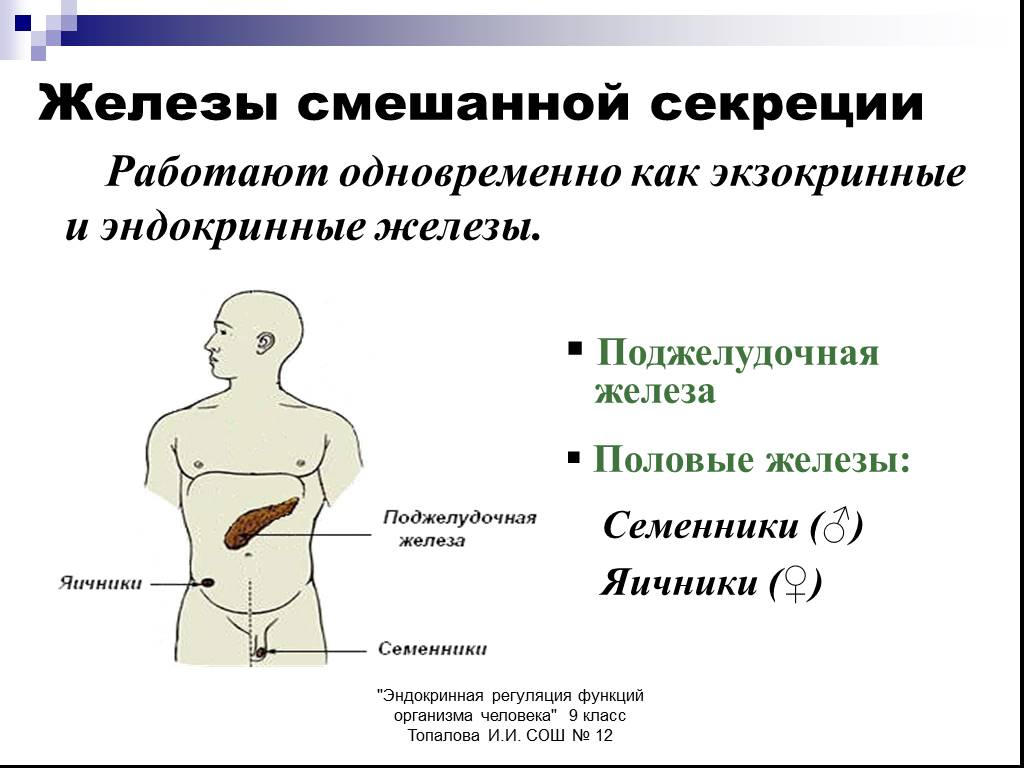 Характеристика желез организма человека