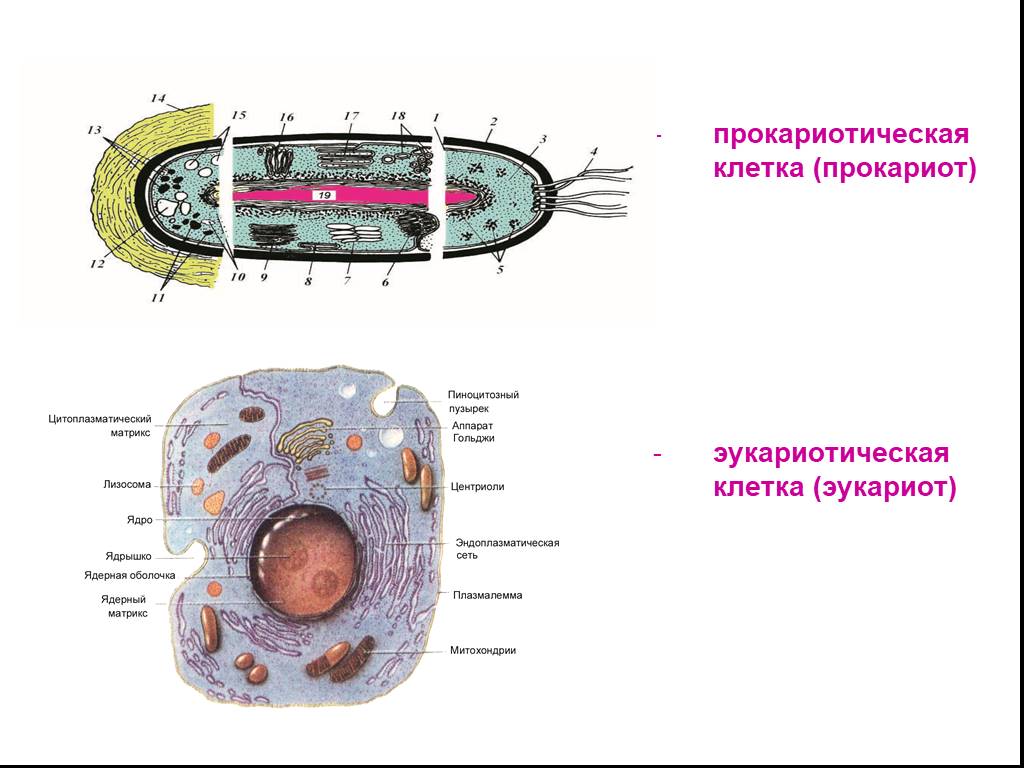 В клетках прокариот в отличие. Строение эукариотической клетки и прокариотической клетки. Схема строения прокариотической и эукариотической клеток. Эукариотическая и Прокариотическая клетка строение. Сравнение прокариотической и эукариотической клетки рисунок.