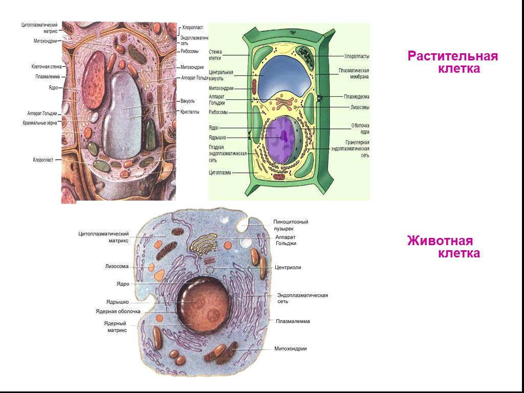 Вывод растительные и животные клетки. Растительная и животная клетка. Понятие клетка. Центриоли в растительной клетке и животной. Фото растительной и животной клетки.