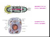 прокариотическая клетка (прокариот) эукариотическая клетка (эукариот)