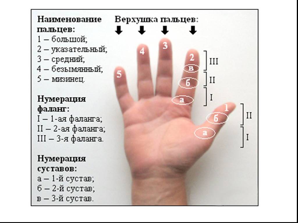 Объяснить слово фаланга. Название пальцев. Ладонь с названием пальцев. Как называются пальцы на руках. Название пальцев на руке человека.