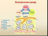 Внутренняя среда. 1- кровеносный капилляр 2- тканевая жидкость 3-лимфатический капилляр 4 - клетка