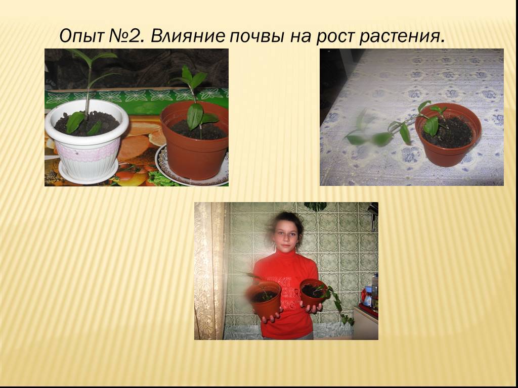 Опыты над растениями. Опыты с комнатными растениями. Эксперименты с растениями. Опыт с домашними цветами. Влияние почвы на рост растений.