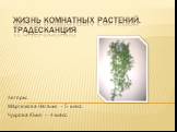 Жизнь комнатных растений. Традесканция. Авторы: Мартюкова Наталья – 5 класс Чухрова Юлия – 4 класс