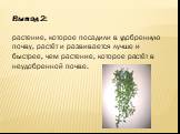 Вывод 2: растение, которое посадили в удобренную почву, растёт и развивается лучше и быстрее, чем растение, которое растёт в неудобренной почве.