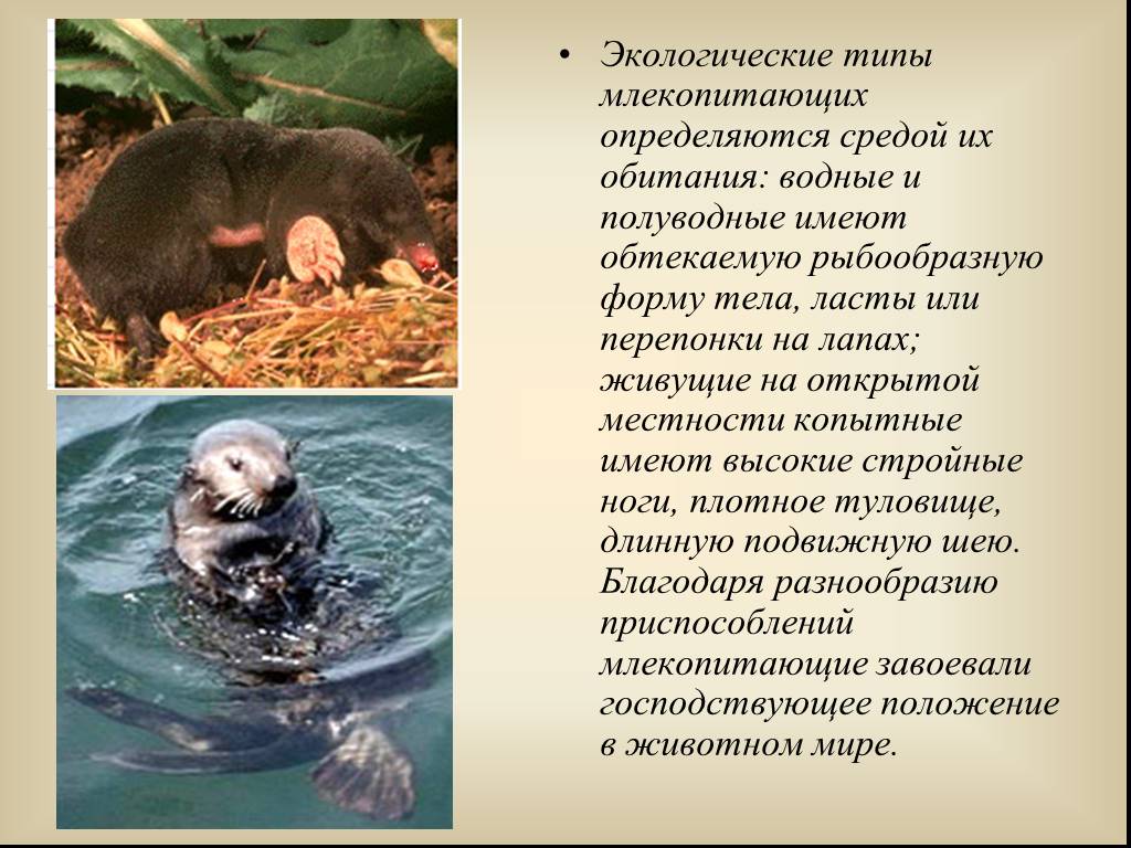 Водные млекопитающие примеры. Водные и полуводные млекопитающие. Среда обитания млекопитающих. Водная среда обитания млекопитающие. Среды жизни млекопитающих.