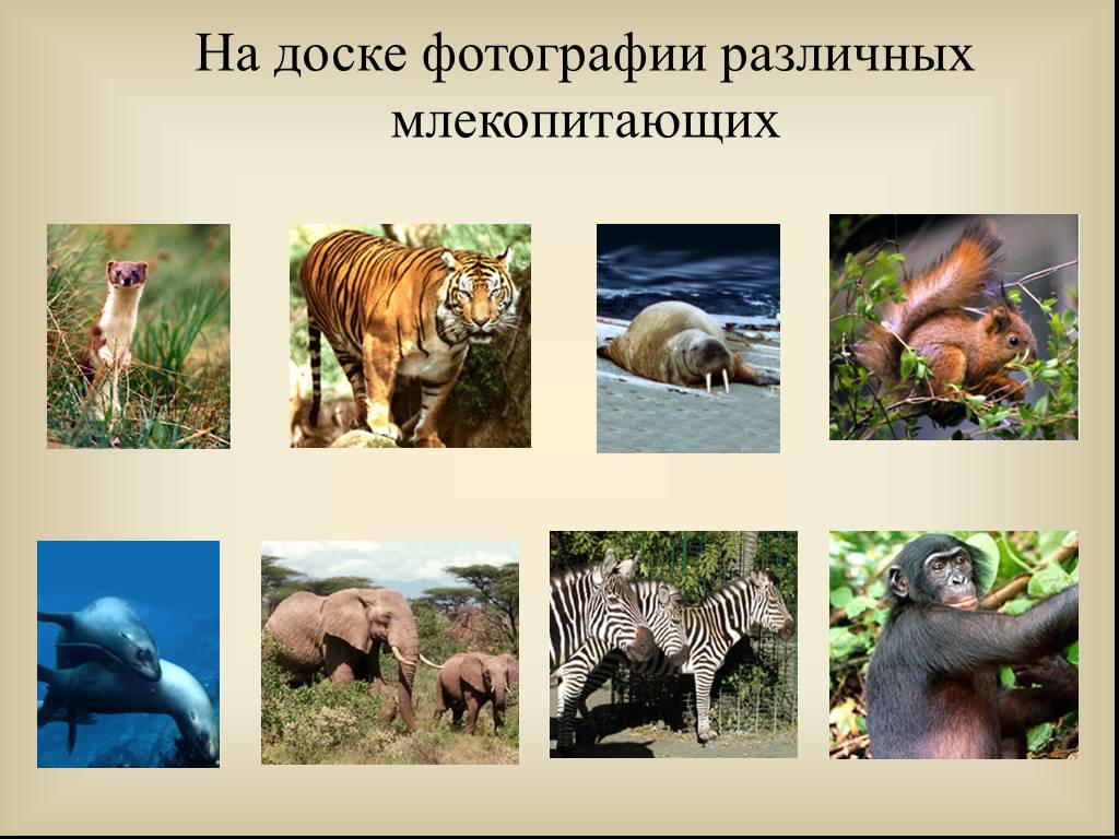 Млекопитающие и другие классы. Млекопитающие презентация. Млекопитающие проект по биологии. Многообразие млекопитающих. Млекопитающие животные проект.