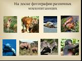На доске фотографии различных млекопитающих