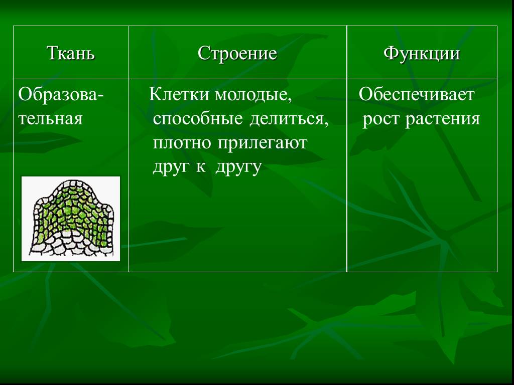 Растительные ткани и их функции. Строение межклетники ткани. Строение тканей растений. Виды основной ткани. Образовательная ткань функции.