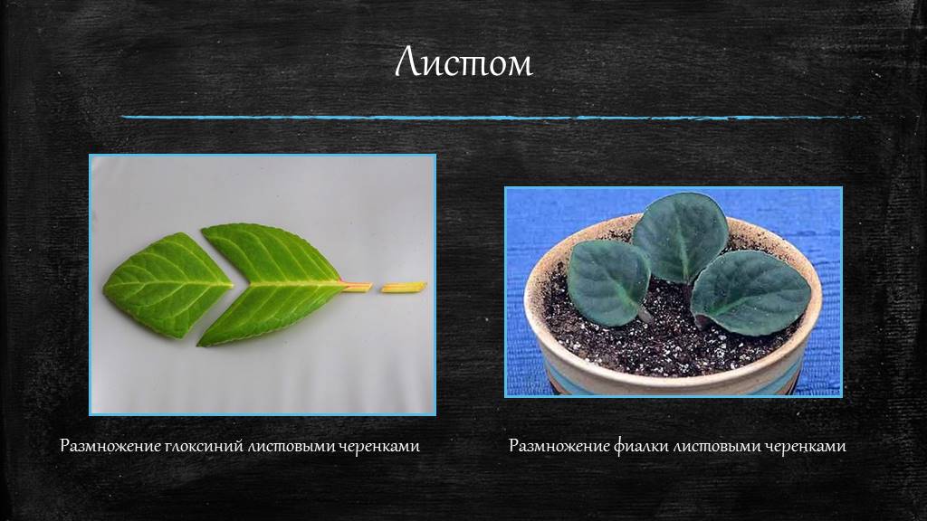 Листовые черенки. Размножение листовыми черенками примеры растений. Листья листовые черенки. Листовые черенки примеры.