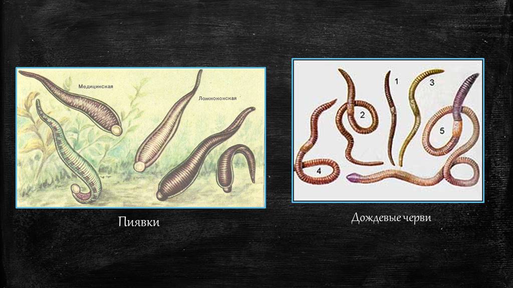 Дождевой червь пиявка это. Черви дождевой червь пиявки. Размножение пиявок червей.