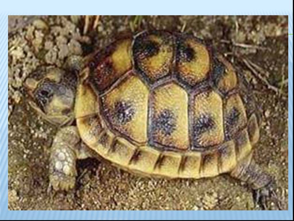 Спячка сухопутной черепахи. Testudo Graeca Nabeulensis. Черепаха в спячке признаки сухопутная. Алиса скажи черепаха впадает в спячку или нет.