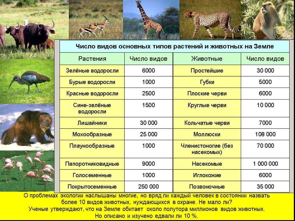 Каких животных человек. Количество видов животных. Сколько видов животных на земле. Сколько видов животных и растений. Числа в виде животных.