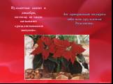 Пуансеттия цветет в декабре, поэтому ее часто называют «рождественской звездой». Это прекрасный подарок себе или друзьям на Рождество.