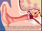 Звуковая волна попадает сначала в ушной проход, упирается в барабанную перепонку и та начинает колебаться. По слуховым косточкам звук попадает в «улитку». Дальше каждый волосок «улитки» передает о своем звуке в головной мозг человека.