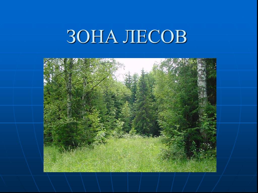 Лесная зона презентация по географии