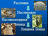 Растения Насекомые Насекомоядная птица Хищная птица