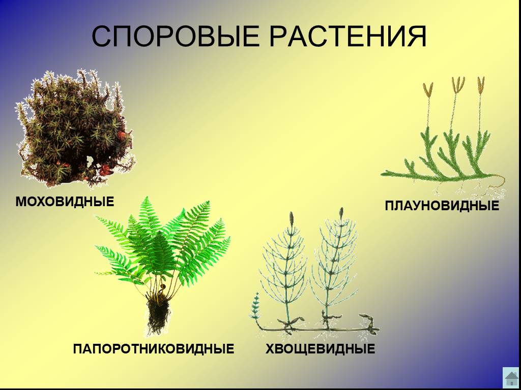 Какое растение относят к высшим споровым растениям