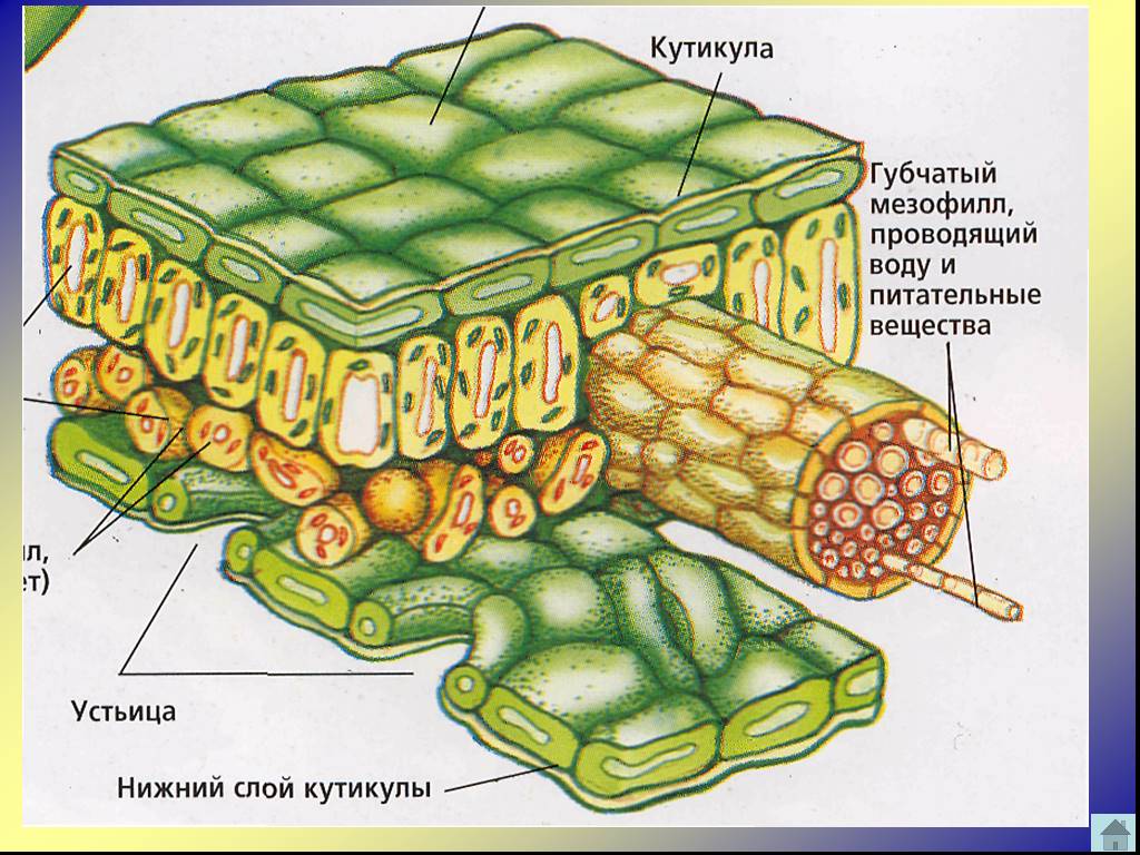 Кутикула листа