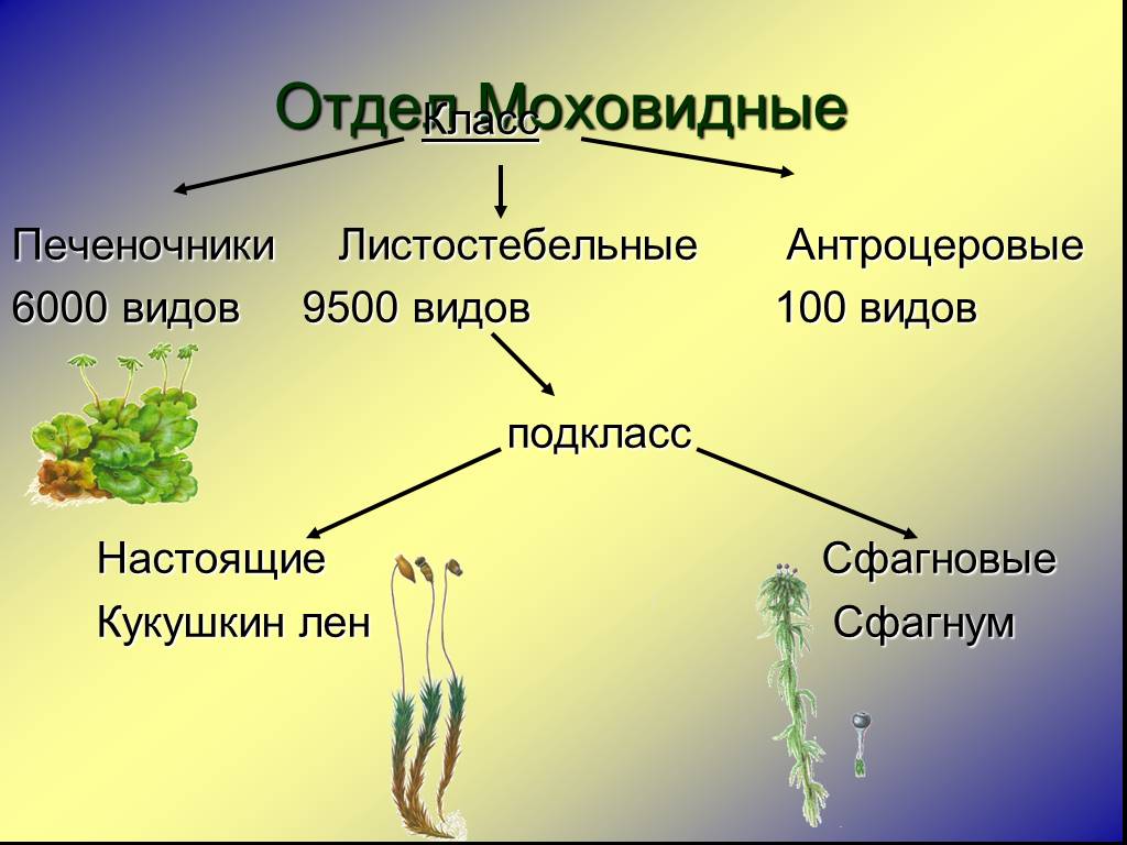 Печеночники мхи презентация