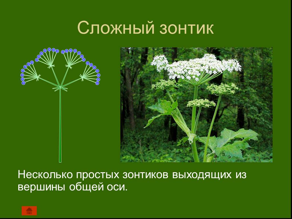 Сложный зонтик соцветие примеры растений. Сложный зонтик. Сложный зонтик растения. Соцветие зонтик. Сложные соцветия сложный зонтик.