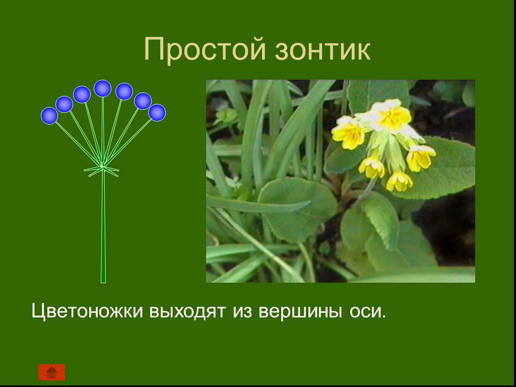 У каких растений зонтик. Простой зонтик. Соцветие простой зонтик. Простве соуаеьия зонтнтик. Соцветие зонтик примеры растений.