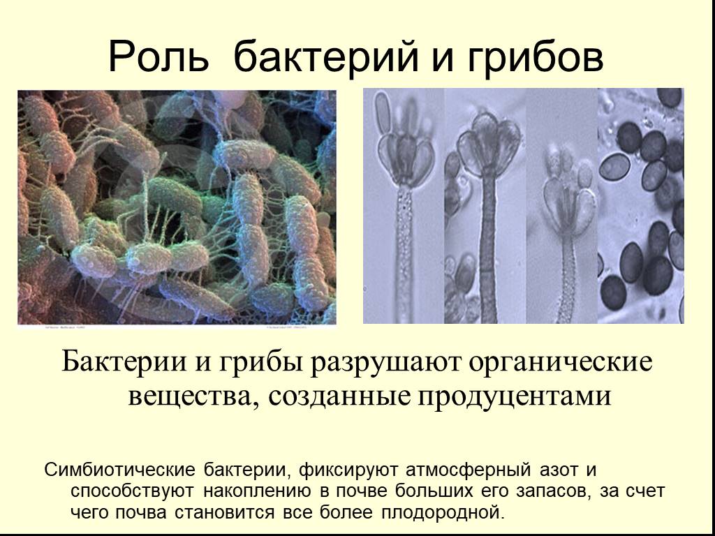 Какую роль играют грибы и бактерии
