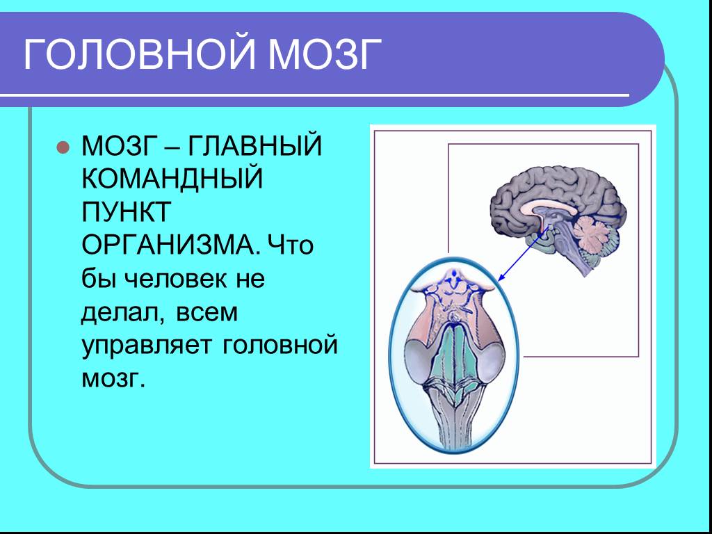 Мозг главный орган. Мозг главный орган человека. Головной мозг 2 класс. Головной мозг главный командный пункт. Презентация головной мозг для дошкольников.
